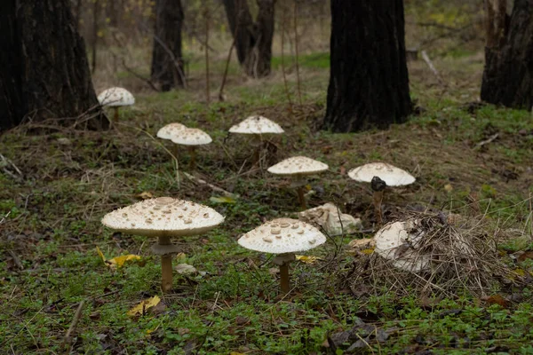 Pilze Die Holz Wachsen — Stockfoto