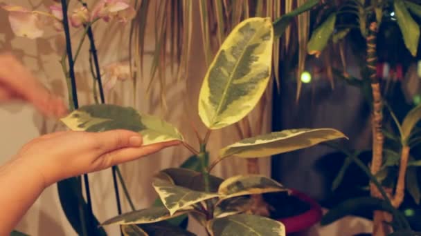 Cuidados Para Planta Sala Ficus Peitoril Janela — Vídeo de Stock