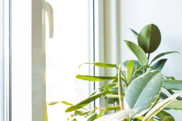 Ficus Autres Plantes Intérieur Sur Rebord Fenêtre Gros Plan — Photo