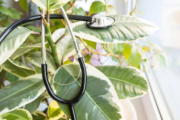 Pencere pervazında ficus steteskopla kapat.