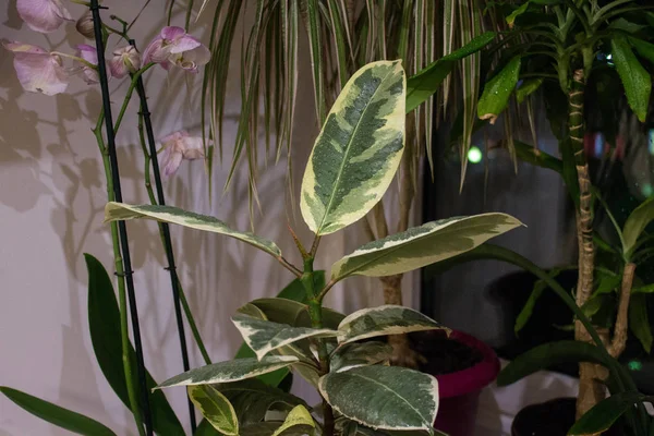 Ficus Autres Plantes Intérieur Sur Rebord Fenêtre Gros Plan — Photo