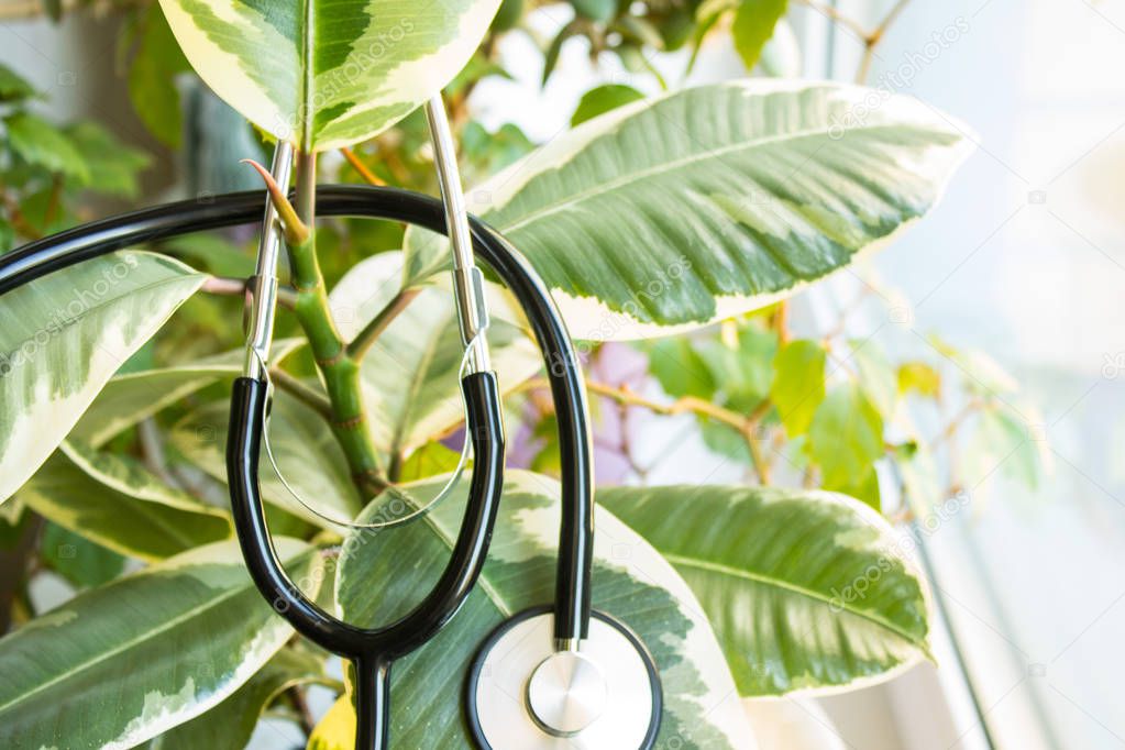 Ficus on the windowsill close up with a stethoscope