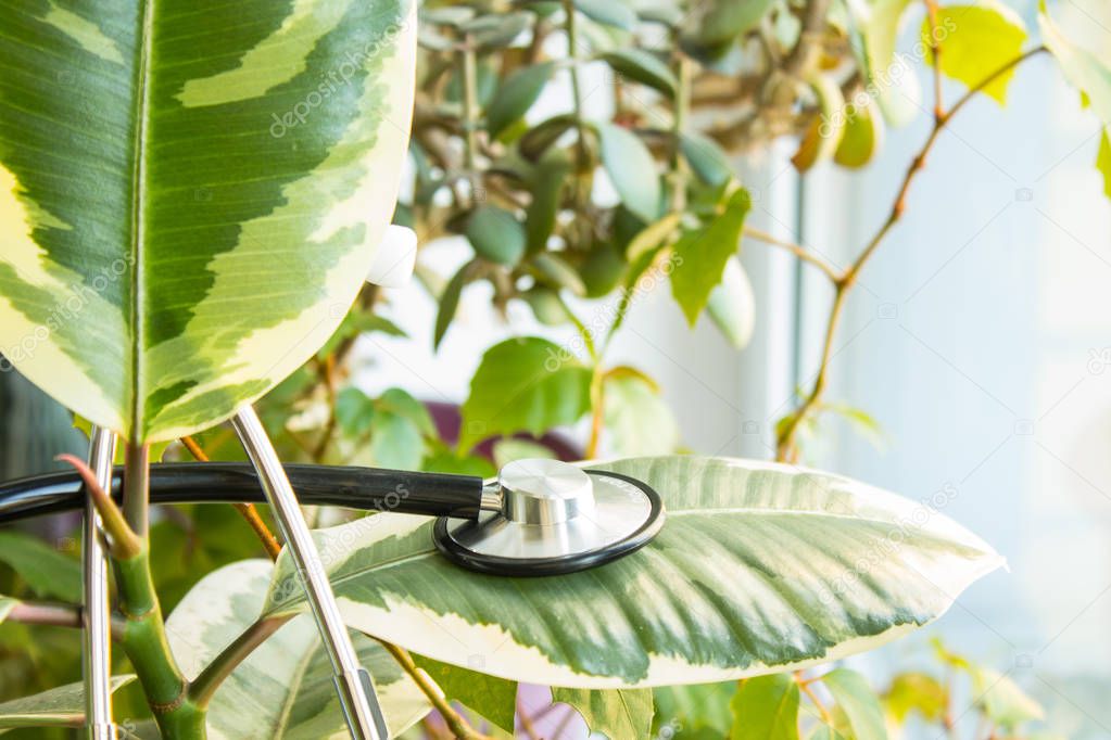 Ficus on the windowsill close up with a stethoscope