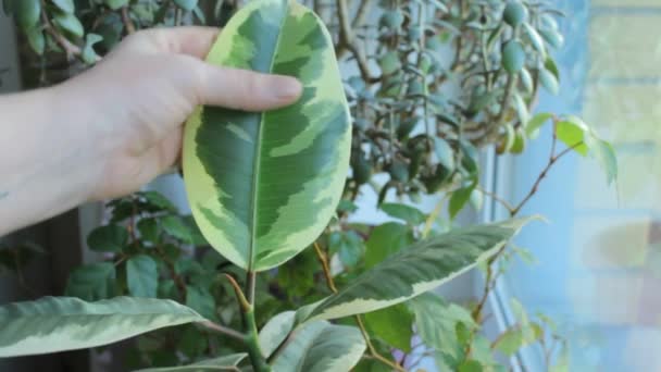 Care Indoor Ficus Plant — Stock Video