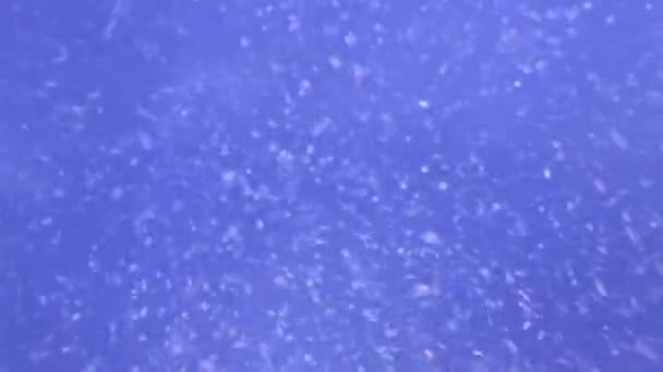 Silne Opady Śniegu Przeciwko Błękitnemu Niebu Miękkie Skupienie — Wideo stockowe