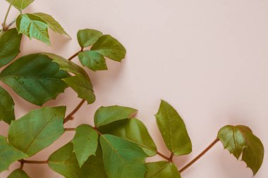Kopya alanı olan soluk pembe bir arka planda bir bitkinin dalları 