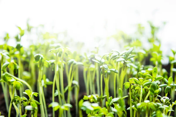 Microparcela Brotes Berros Verdes Frescos Que Crecen Del Suelo Primer —  Fotos de Stock