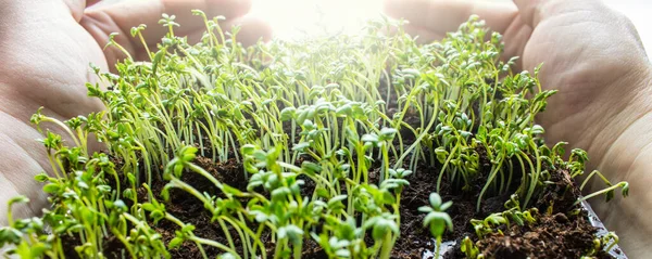 Microparcela Brotes Berros Verdes Frescos Que Crecen Del Suelo Primer —  Fotos de Stock