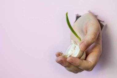 Bir baş sarımsak, insan elinin içinde taze yeşil bir filiz, fotokopi alanı olan pembe üniformalı bir arka planda bir delikten geçiyor.
