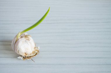 Sarımsak başlıklı, yeşil filizli, yakın plan gri arka planda, fotokopi alanı olan