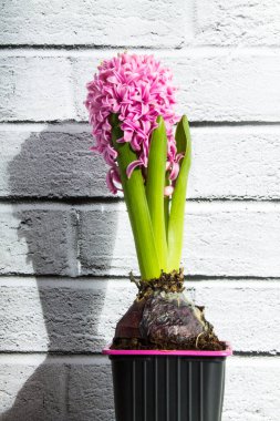 Pink flower hyacinth. A bulbous potted plant on a white brick background with copy space. Trend: shadows.