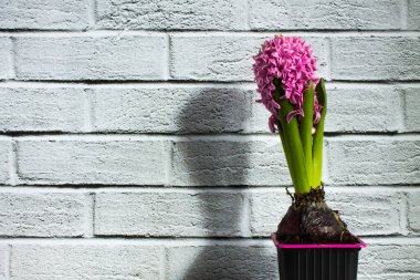 Pink flower hyacinth. A bulbous potted plant on a white brick background with copy space. Trend: shadows.