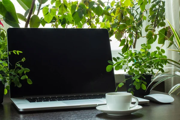 Laptop Mesa Plantas Verdes Redor Espaço Para Cópia Conceito Home — Fotografia de Stock