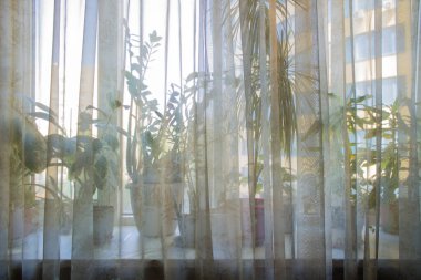 Pencere perdesindeki kapalı bitkiler şeffaf bir perdenin ardında. Odaklanmamış arkaplan ve kopyalama alanı.