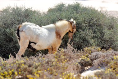 Corralejo kumulları yakınlarındaki çölde vahşi keçi, Fuerteventura, Kanarya Adası