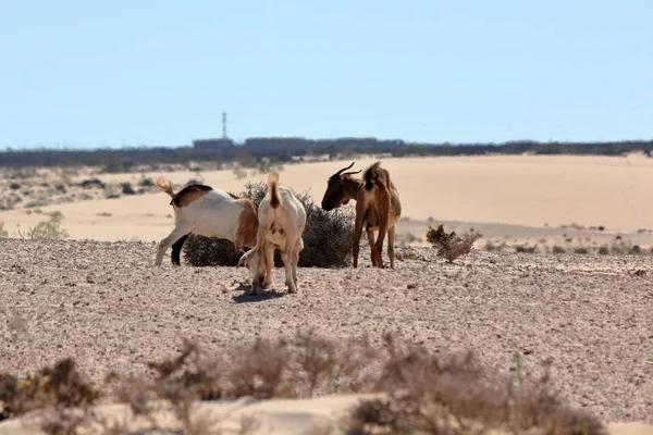 Corralejo kumulları yakınlarındaki çölde vahşi keçiler, Fuerteventura, Kanarya Adası