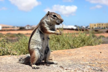 Beslenirken Fuerteventura adasının ıssız bir bölgesinde bir Berber sincabı. Kanarya Adaları, İspanya