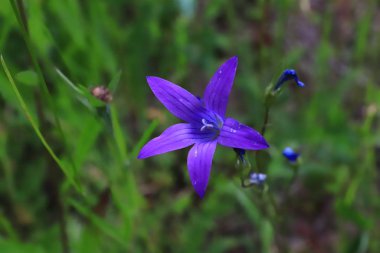 Ormandaki yeşil bir çayırda mavi çan çiçekleri