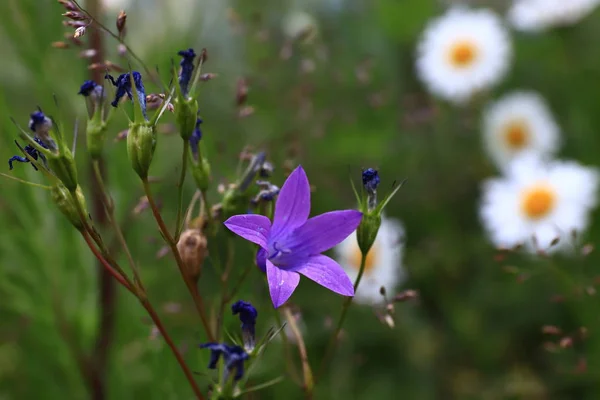 Flores de campanas azules en un prado verde en el bosque — Foto de Stock