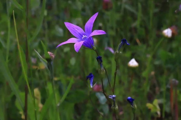 Flores de campanas azules en un prado verde en el bosque — Foto de Stock