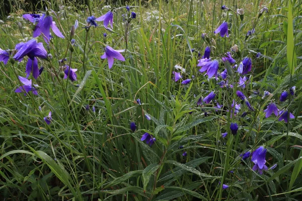 Flores de campanas azules en un prado verde en el bosque — Foto de Stock