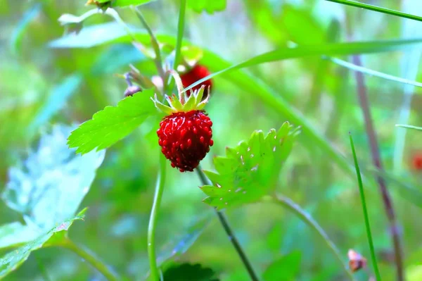 Wild strawberries in the forest — Stock Photo, Image