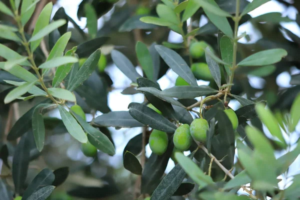 Aceitunas Árbol Frutas Crecimiento Fondo — Foto de Stock