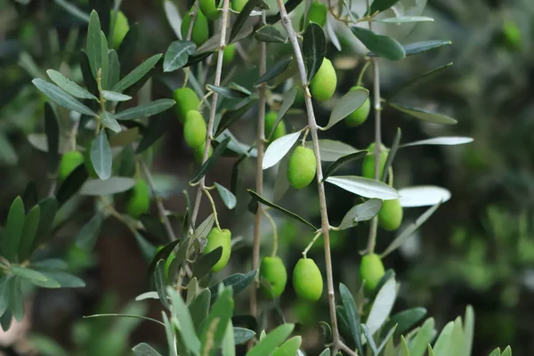 Ağaçta Zeytin Meyve Yetiştirme Arka Plan — Stok fotoğraf