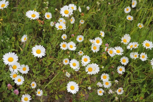 Kamillenfeld im Sommer in Russland — Stockfoto