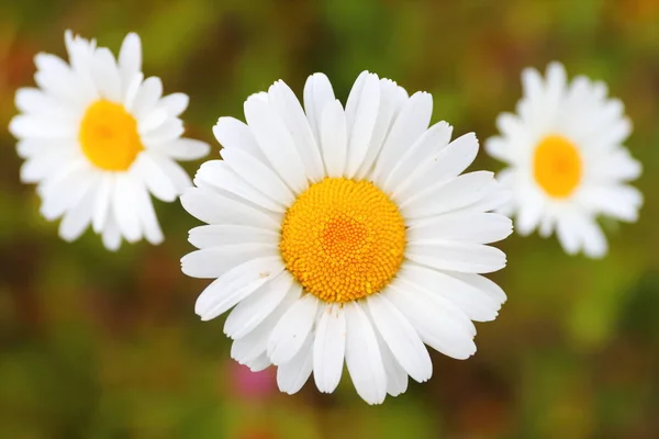 Drei Gänseblümchen auf einem Feld in Großaufnahme — Stockfoto