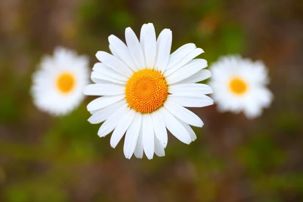 Drei Gänseblümchen auf einem Feld in Großaufnahme — Stockfoto