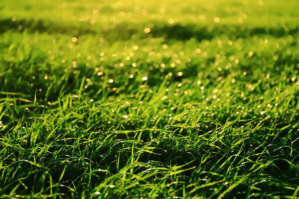 Green meadow in the sun after rain, background, bokeh