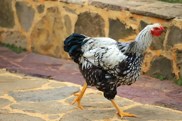 Black-and-white chicken walks around the yard, close-up — Stock Photo, Image