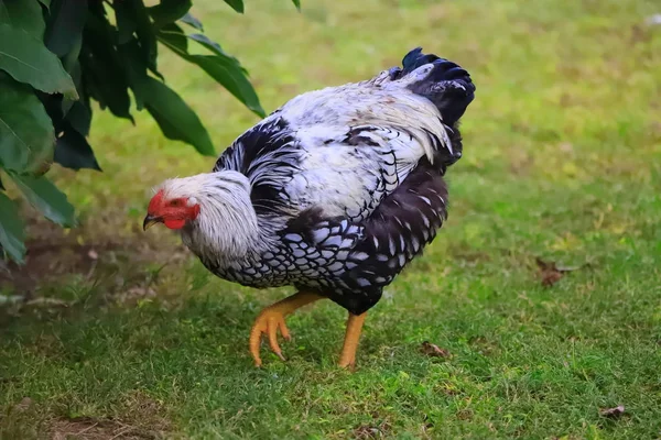 Pollo blanco y negro pasea por el patio, de cerca —  Fotos de Stock