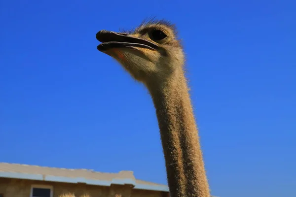 Голова страуса в профиль, крупным планом — стоковое фото