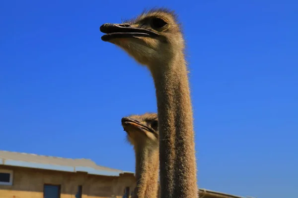 Heads of two ostriches in profile, close-up