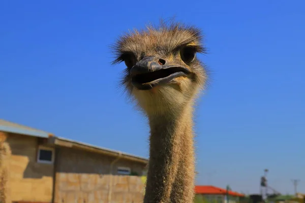 Ostrich\'s head in fas, close-up