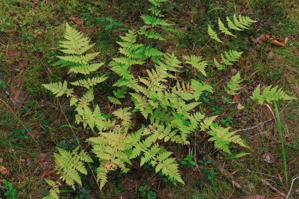 Fern bush in the autumn forest — Stock Photo, Image