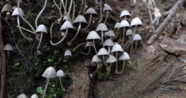 Küçük Soluk Zehirli Mantarlar Kolonisi 'nin karşısında yürüyorum..