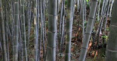 Botanik Bahçesinde Bambu Ağaçları Üzerinde Dönüşüm.