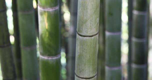 Drzewa bambusowe w ogrodzie botanicznym. — Wideo stockowe