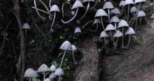 Panning attraverso una colonia di piccoli funghi pallidi dei rospi . — Video Stock