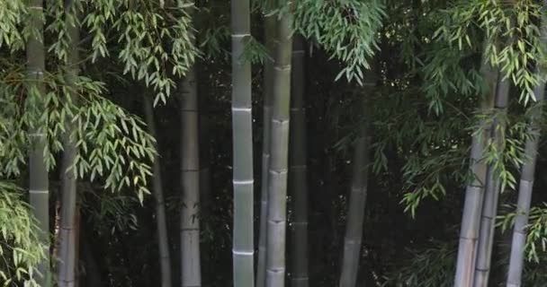 Trunks de bambu alto verde balançando no vento — Vídeo de Stock
