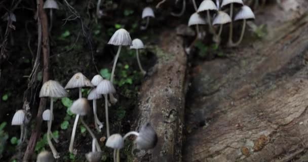 Panning Across A Colony Of Small Pale Toadstools Mushrooms. — Stock Video