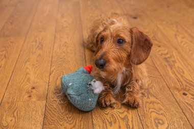 Small Brown Wire-haired Dachshund With Destroyed Toy clipart