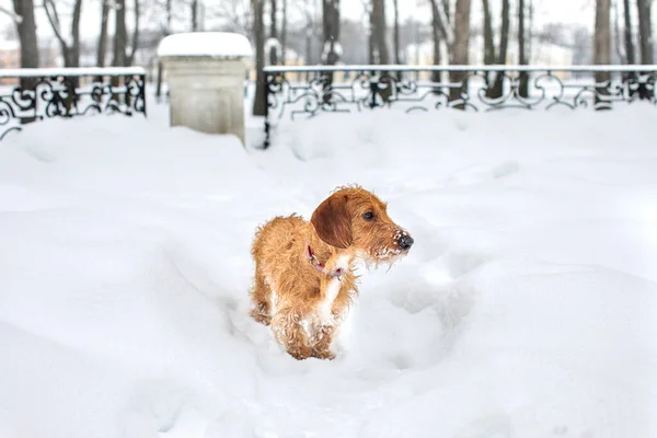 Küçük kahverengi tel saçlı Dachshund Kış yürüyüşünde.