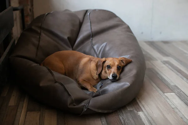 Dachshund Köpeğinin Deri bir fasulye koltuğu üzerinde uzanan portresi