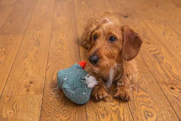 Pequeno Dachshund de cabelos castanhos com brinquedo destruído — Fotografia de Stock