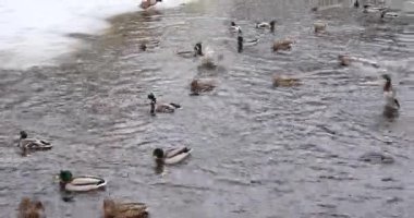 Wild ducks swim in a frozen pond on a winter day.