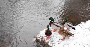 Wild ducks on the snow-covered shore of a pond on a cold day.